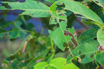 Detailed image of leaves with significant insect damage, showing numerous holes and eaten areas. Green foliage. A Study of Insect Damage on Greenery