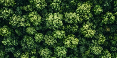 Aerial view showcasing a lush green forest filled with vibrant trees, highlighting the beauty of nature as seen from above in this stunning aerial perspective of green trees.