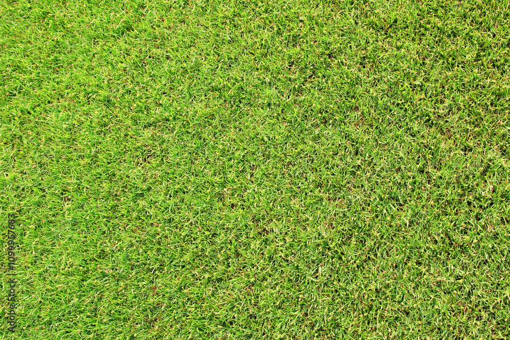 Canvas Prints artificial grass texture background.
