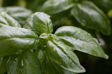 water drops on green leaf of basil