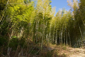 Obraz premium 本郷ふじやま公園の風景 眺め 梅の季節 