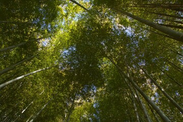 本郷ふじやま公園の風景　眺め　梅の季節
