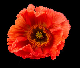 Mohnblume, Blüte, Blume, isoliert, rote Blüte, 