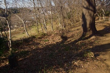 本郷ふじやま公園の風景　眺め　梅の季節
