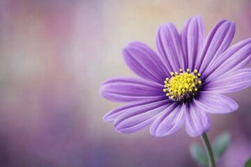 Beautiful violet flower blooming in a garden during springtime with soft sunlight