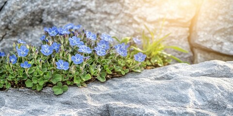 Delicate detail of a sunny scene featuring small blue flowers of Veronica persica, showcasing the beauty of Veronica persica against a grey stone backdrop with ample text space.
