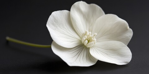 Delicate little flower, The elegance of a beautiful tiny flower showcases the pure beauty of a white flower, capturing the essence of nature s simplistic charm in every petal.