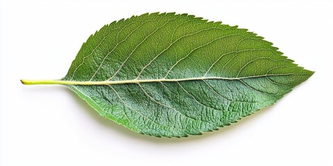 Obraz premium Isolated apple tree leaf displayed on a white background, showcasing the vibrant green color and unique shape of the apple tree leaf, perfect for illustrating nature s beauty.