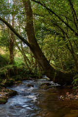 Fototapeta premium The Los Molinos del Río Profundo trail follows a river through a magical forest of beech and chestnut trees in Villaviciosa, Asturias, Spain