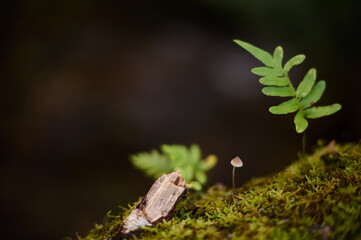 Fototapeta premium A Tiny Mushroom Along the Mills of the Deep River Route in Villaviciosa, Asturias, Spain