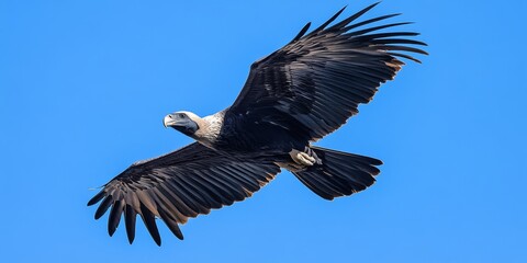 Obraz premium Andean Condor soaring gracefully through a clear blue sky, showcasing the majestic beauty of the Andean Condor in its natural habitat. A stunning representation of the Andean Condor in flight.
