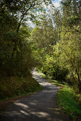 Obraz premium The Mills of the Deep River Route: A Magical Forest of Beeches and Chestnut Trees in Villaviciosa, Asturias, Spain
