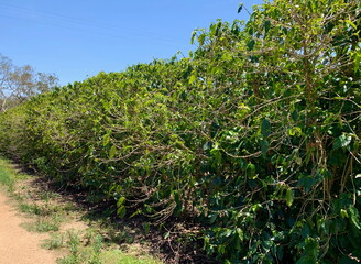 Obraz premium Coffee plantation with lush green shrubs