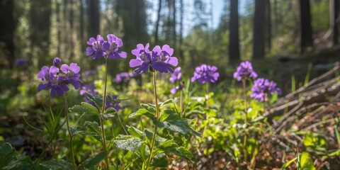 Obraz premium Leafy Elephant s Foot, a purple wildflower found in pine meadows, serves as a vital food source for pollinators, showcasing the importance of Leafy Elephant s Foot in sustaining local ecosystems.