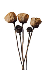 Dried poppy heads on a background.