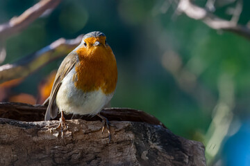 Pettirosso (Erithacus rubecula) appollaiato su un ramo secco in una giornata di sole.