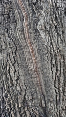 Obraz premium Old oak tree bark. Bark crack texture for background