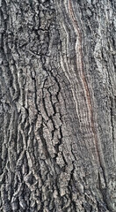 Obraz premium Old oak tree bark. Bark crack texture for background