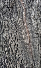 Obraz premium Old oak tree bark. Bark crack texture for background