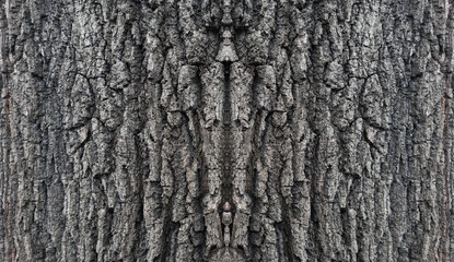 Obraz premium Old oak tree bark. Bark crack texture for background
