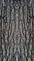 Naklejka premium Old oak tree bark. Bark crack texture for background