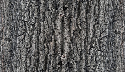 Naklejka premium Old oak tree bark. Bark crack texture for background