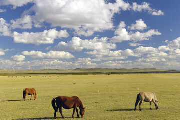 mongolia grassland with horse