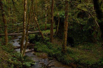 Obraz premium The Mills of the Deep River Route: A Magical Forest of Beeches and Chestnut Trees in Villaviciosa, Asturias, Spain