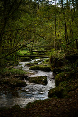 Obraz premium The Mills of the Deep River Route: A Magical Forest of Beeches and Chestnut Trees in Villaviciosa, Asturias, Spain
