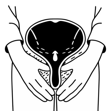 bladder anatomy black and white diagram clip art preview