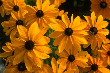 Rudbeckia, Rudbeckia 'Marmelade'
