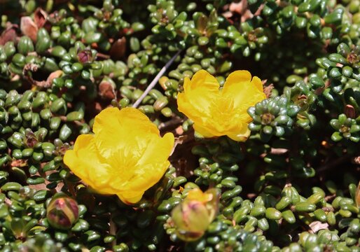 Hibbertia obtusifolia. Commonly known as hoary guinea flower,