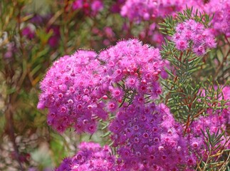 Pink Morrison flowers growing in a garden. Verticordia monadelpha