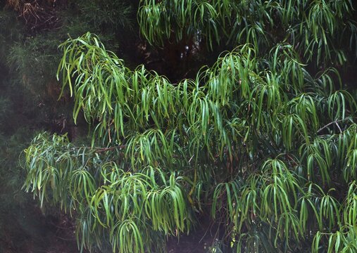 Foliage on a Henkel's podo plant. Podocarpus henkelii 