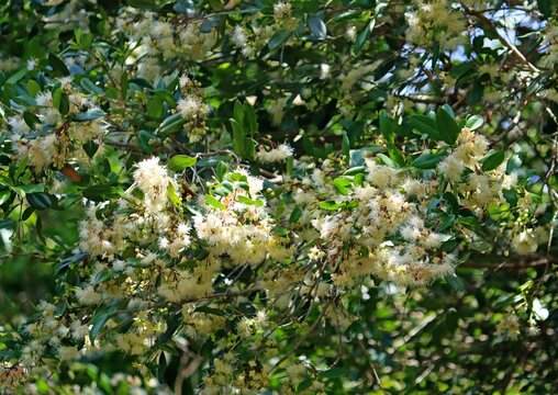 Cream fowers of a Syzygium australe tree. Australian brush-cherry
