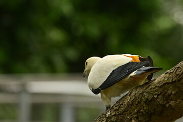Ducula bicolor is a species of the genus Ducula of the order Columbiformes, included in the...