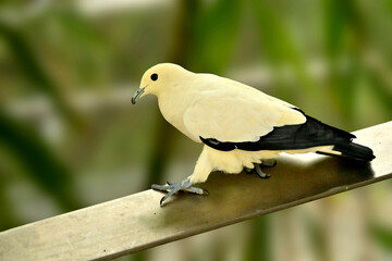 Ducula bicolor is a species of the genus Ducula of the order Columbiformes, included in the...