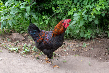 Gallo