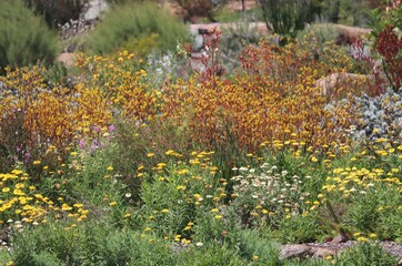 Obraz premium An Australian native garden. With Paper daisies and kangaroo-paws. Anigozanthos flavidus. Xerochrysum bracteatum.