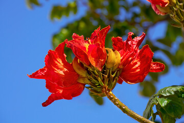 Blüten des Afrikanischen Tulpenbaum (Spathodea campanulata) in Nahaufnahme an einem Baum in...