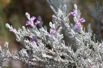 Foliage and flowers of a Silky eremophila plant. Eremophila nivea