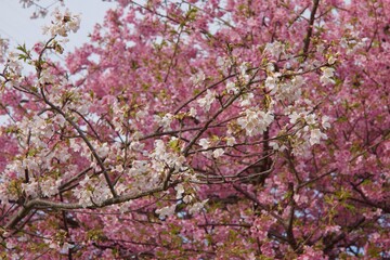 春の小出川のカワヅザクラ　河津桜
