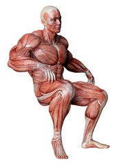 3D Rendering Male Anatomy Figure on White