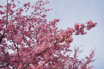 Obraz premium 春の小出川のカワヅザクラ 河津桜 