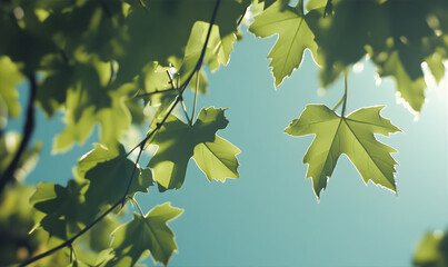 Obraz premium Wine leaves against the blue sky. Wine and farming background. 