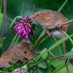 harvest mice sitting foliage 