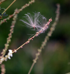 Obraz premium petite graine accroché par le vent