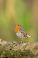 robin on the branch