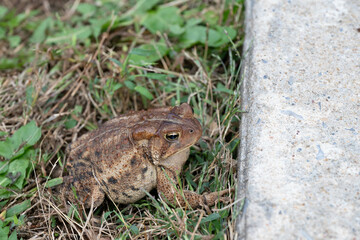 Obraz premium Eastern American toad, brown, warty, with a white belly blends in with the environment.