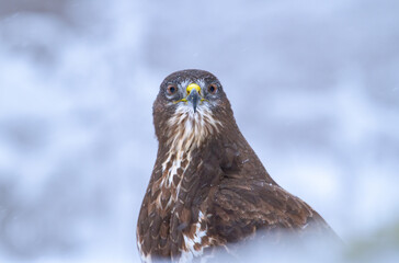 buzzard in the snow